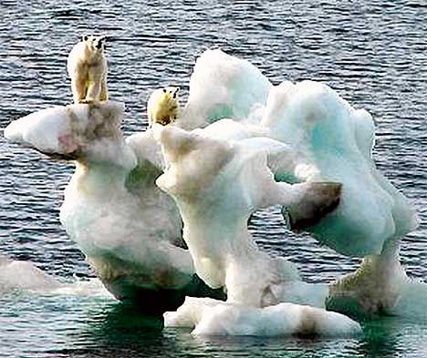Global Warming affecting the Wildlife | apaym1